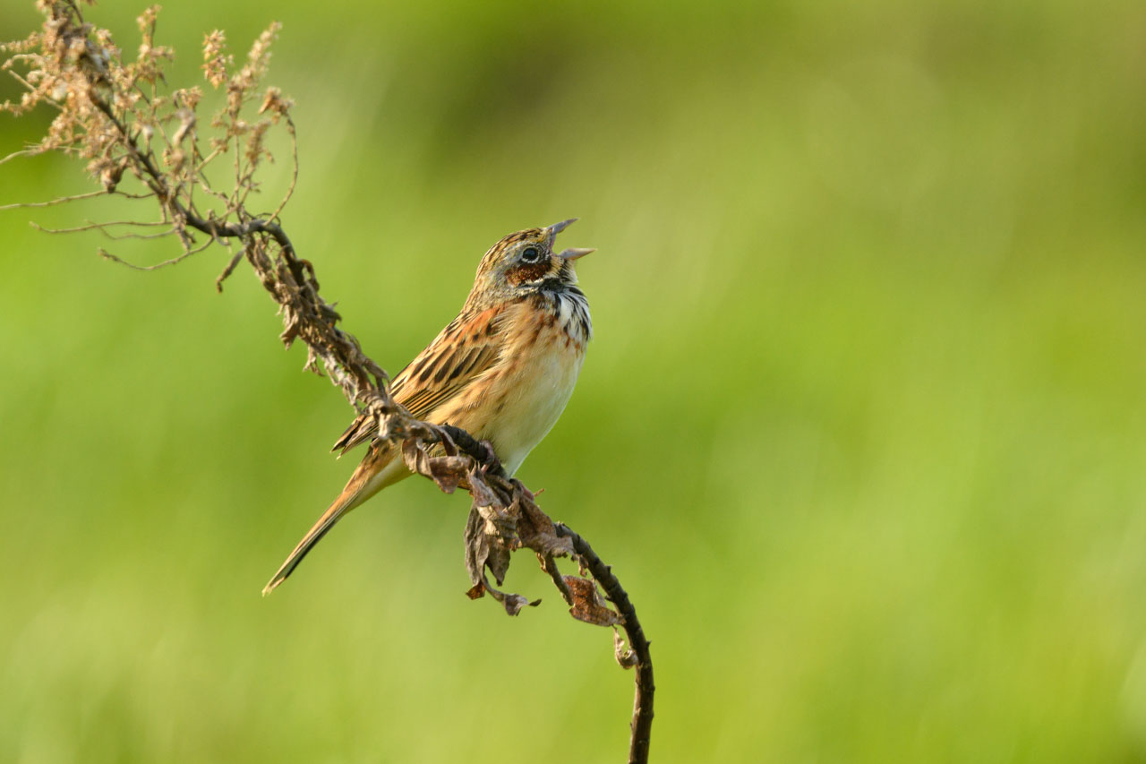 ホオアカ / Chestnut-eared Bunting