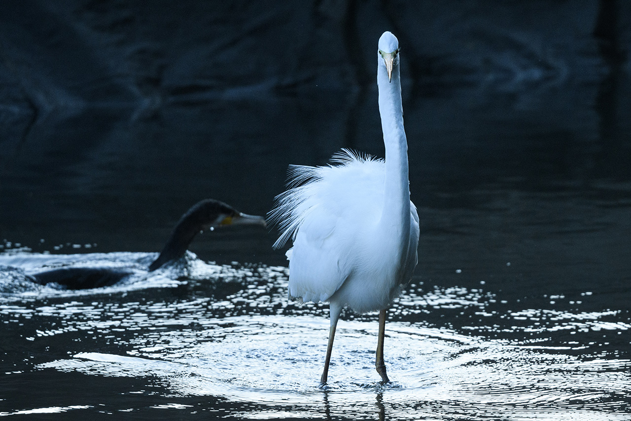 ジェネレーティブ塗りつぶし説明の題材：正面向きのダイサギ Subject of generative fill explanation: front-facing egret