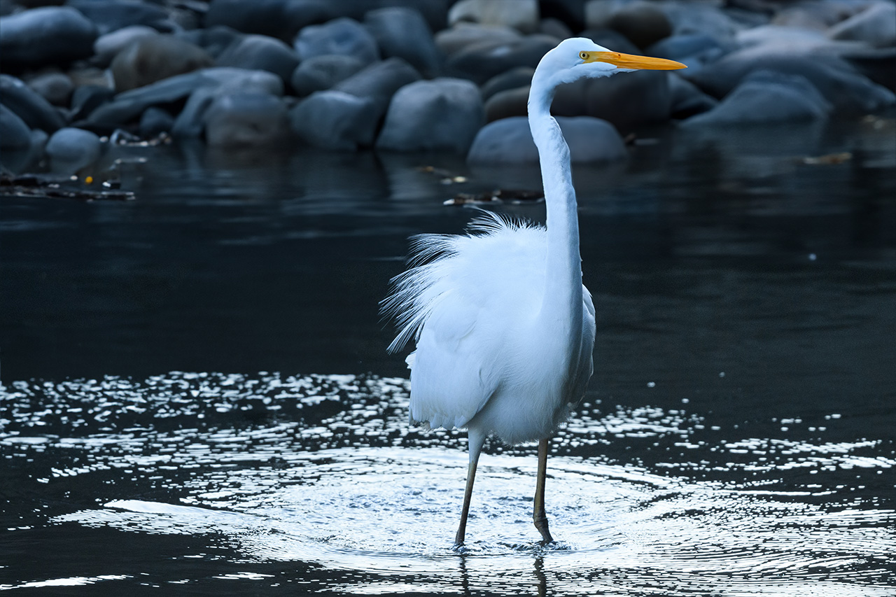 ジェネレーティブ塗りつぶし説明の題材：右向きのサギ Subject of generative fill explanation: right-facing egret