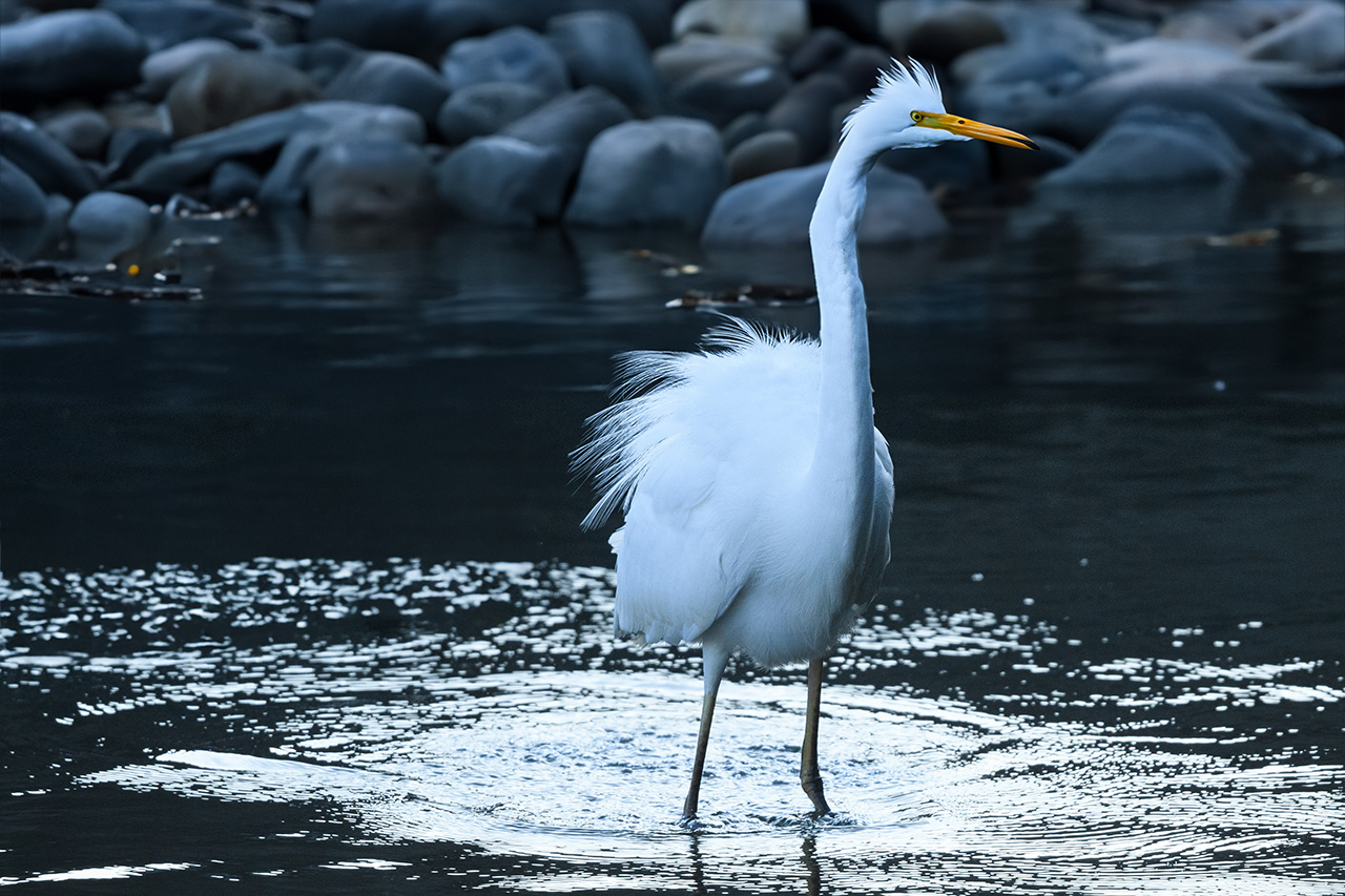 ジェネレーティブ塗りつぶし説明の題材：右向きのサギ Subject of generative fill explanation: right-facing egret