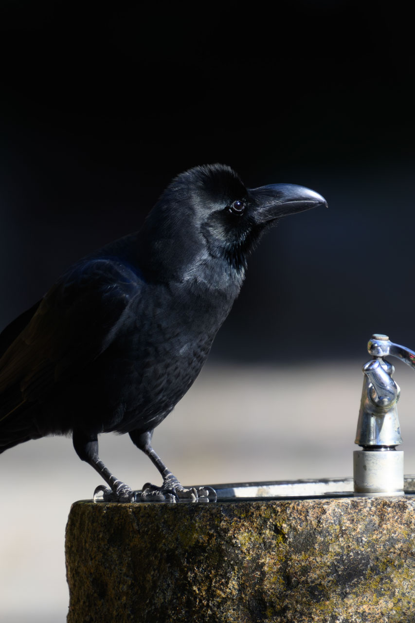 水を飲みにきたハシブトガラス。| Nikon Z8 + Z 400mm f2.8 (560mm f4) + TC-1.4x