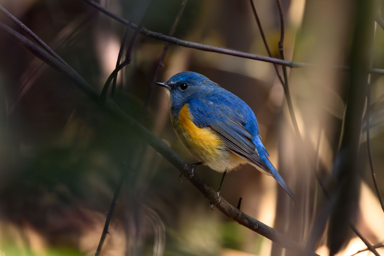 最後は場所を変えて防府のルリビ。最近は時々、LightroomのAIノイズリダクションを使っている。驚異的なノイズ除去性能なので、高感度撮影がますます活用される…