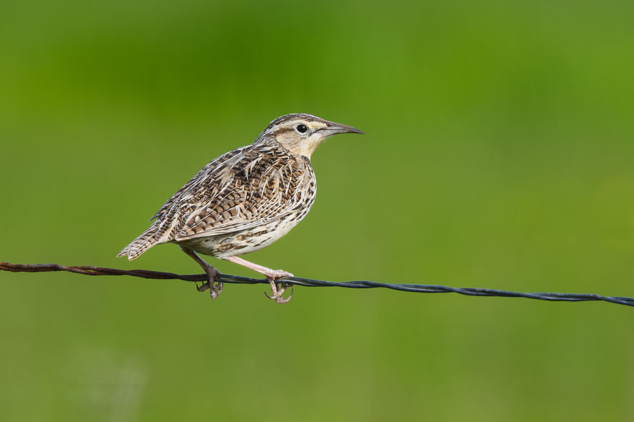 A single bird appeared on the distant fence for just a moment. For a split secon…