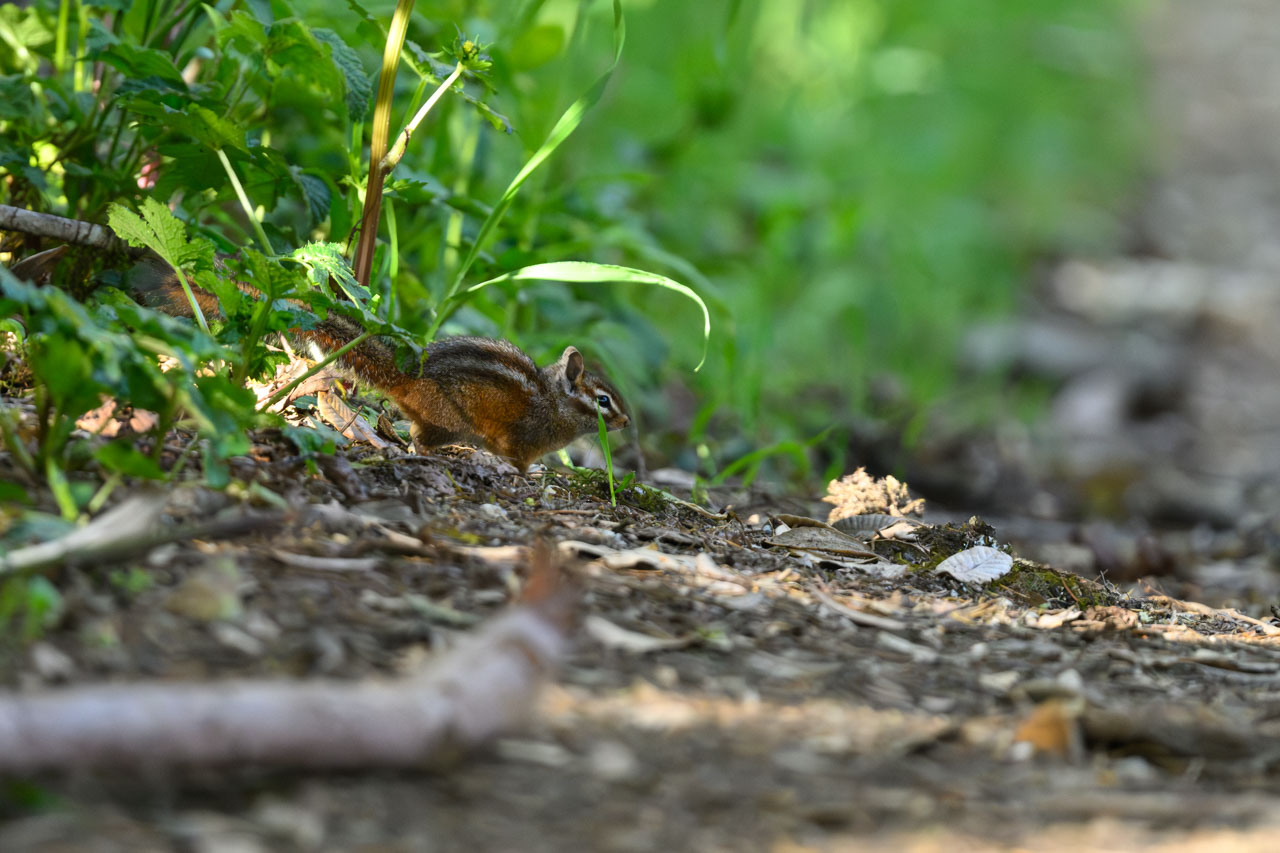 さらにその近くからシマリスが出てきた。調べてみて一番似ているのはソノマシマリス(Sonoma Chipmunk)なのだが、生息域分布は湾の北側からとされている。…