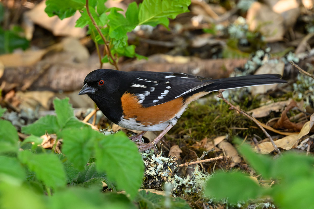 ホシワキアカトウヒチョウ(Spotted Towhee)。赤い目とコントラストの強い体色で一度見たら忘れられない。