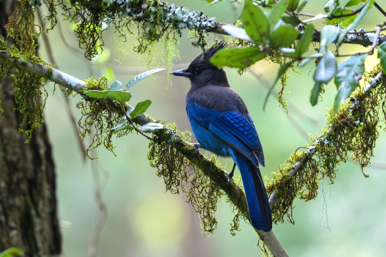 ステラーカケス(Steller's Jay)。深い青が美しい。とても珍しいという感じではなく、トレイルの往復で5羽ほど見かけた。内陸には色彩の違うタイプがいる。