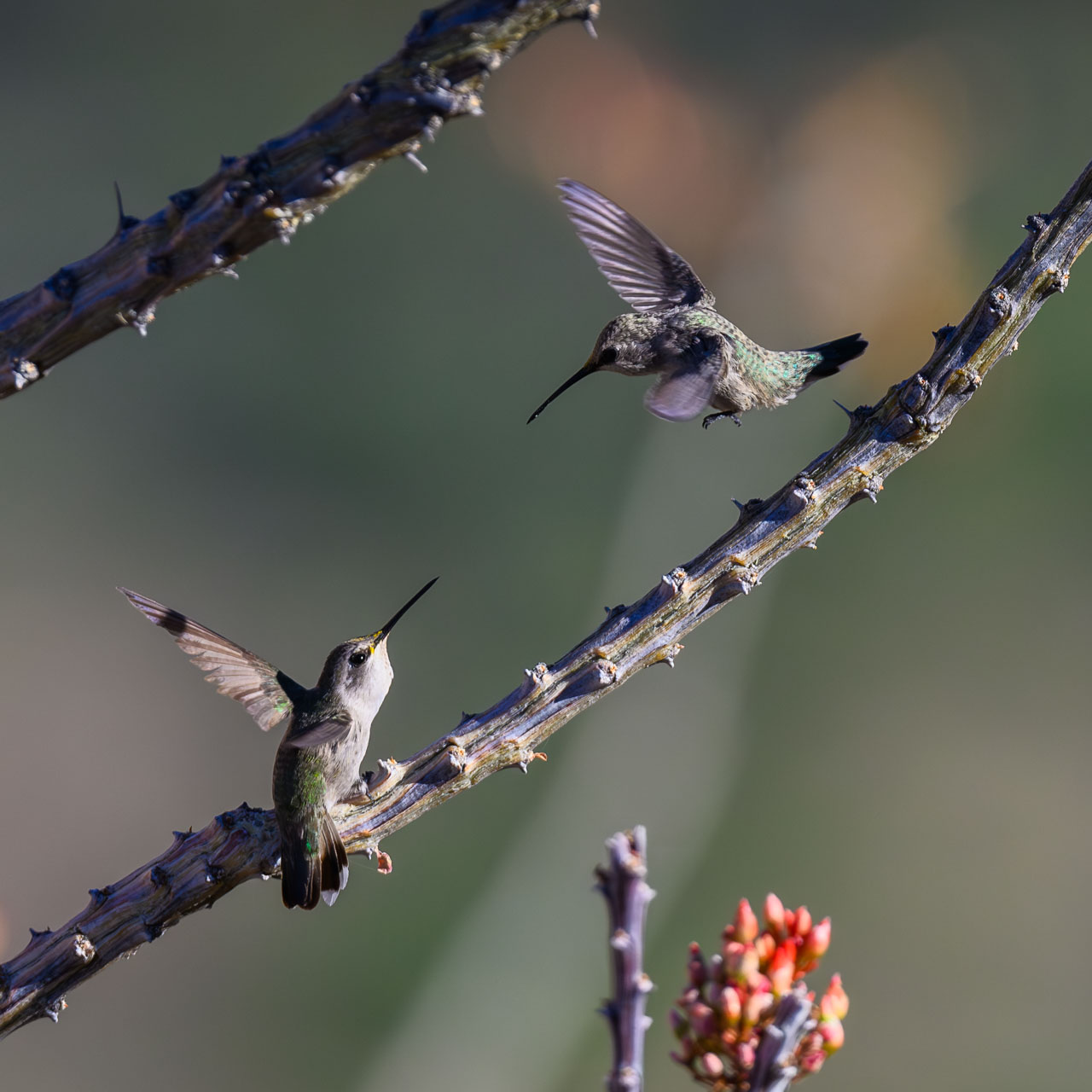 Costa's Hummingbird.