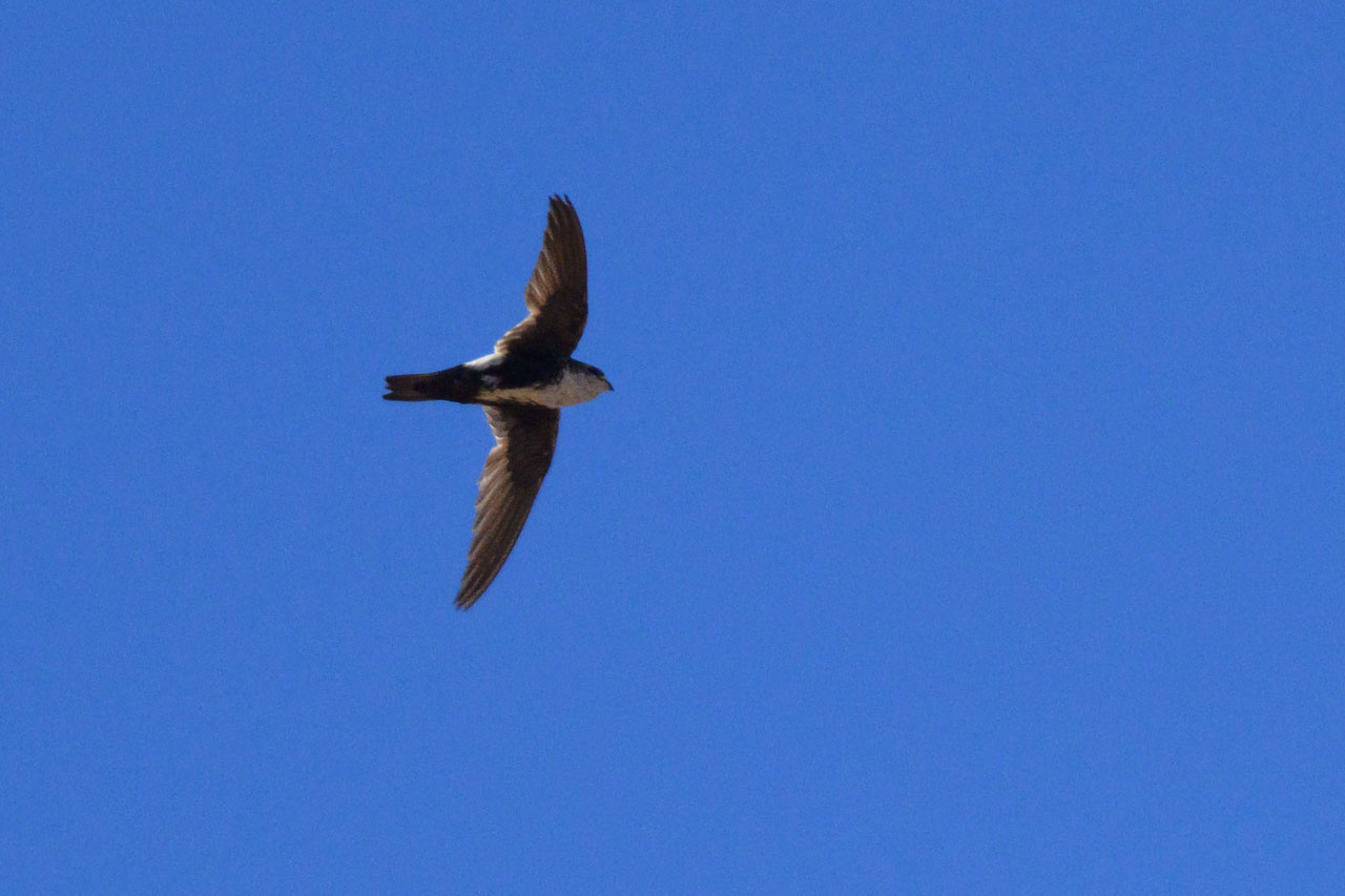 There were also swifts. White-throated Swift.