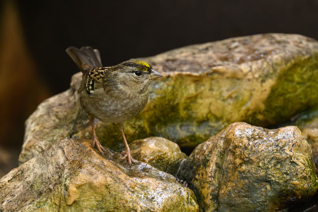 キガシラシトド（Golden-crowned Sparrow）