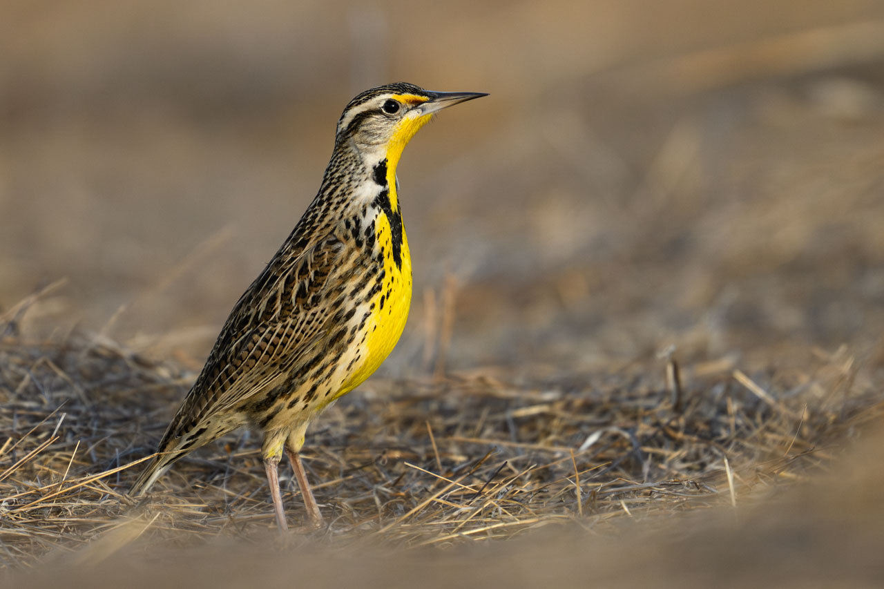 地面には、黄色が鮮やかなニシマキバドリ（Western Meadowlark）。