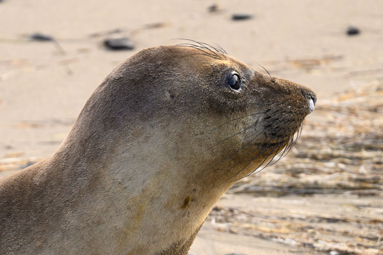ゾウアザラシ / Elephant Seal in Año Nuevo 20241130-Z8A_9151-2