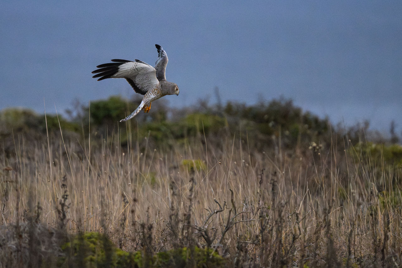 As the sun set and I headed back to the visitor center, a Northern Harrier sudde…