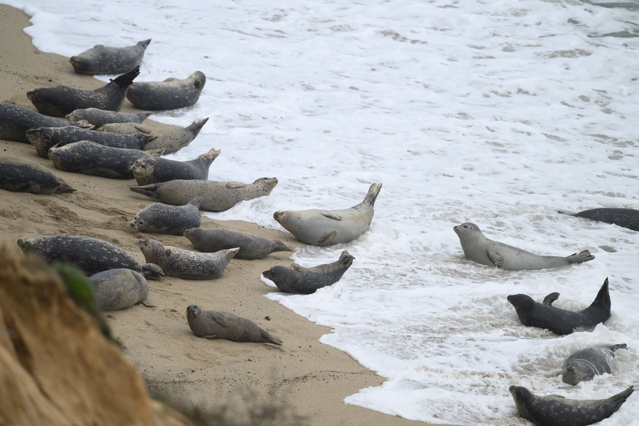 JVフィッツジェラルド海洋保護区 / JV Fitzgerald Marine Reserve 20250301-Z8A_4041