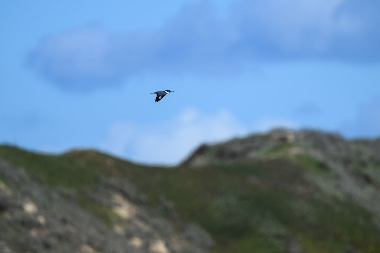 アメリカヤマセミ（Belted Kingfisher）。どの木に停まるかは大体わかったのだが、かなり警戒心が強く近づかせてはくれなかった。
