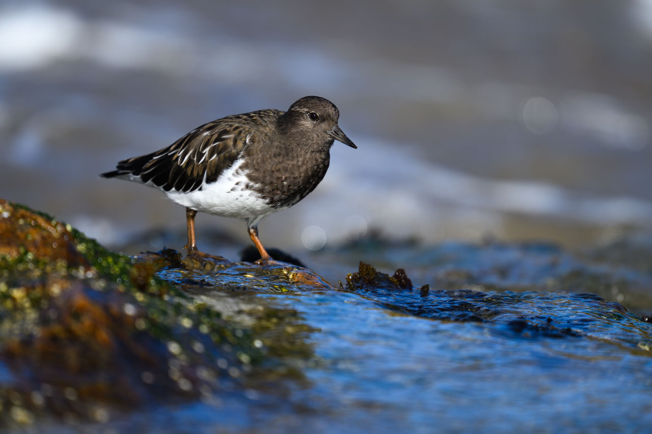 磯を歩くクロキョウジョシギ（Black Turnstone）