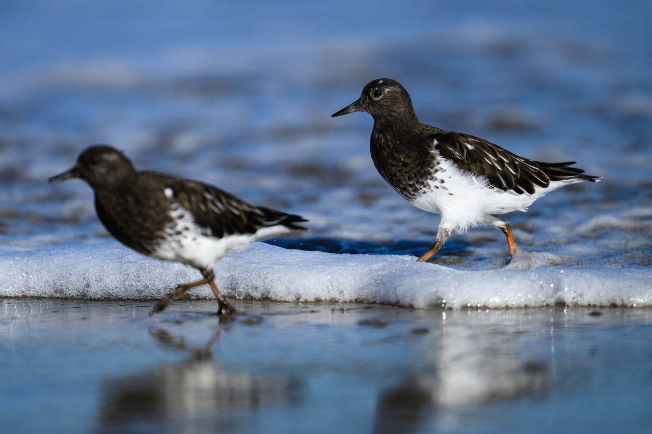 全部で3羽のクロキョウジョシギが、ちょこまかと波打ち際を歩き回っていた。