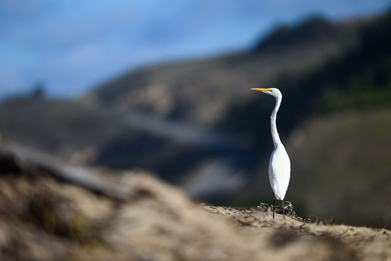 1時間ほども同じ場所に突っ立っていたダイサギ（Great Egret）