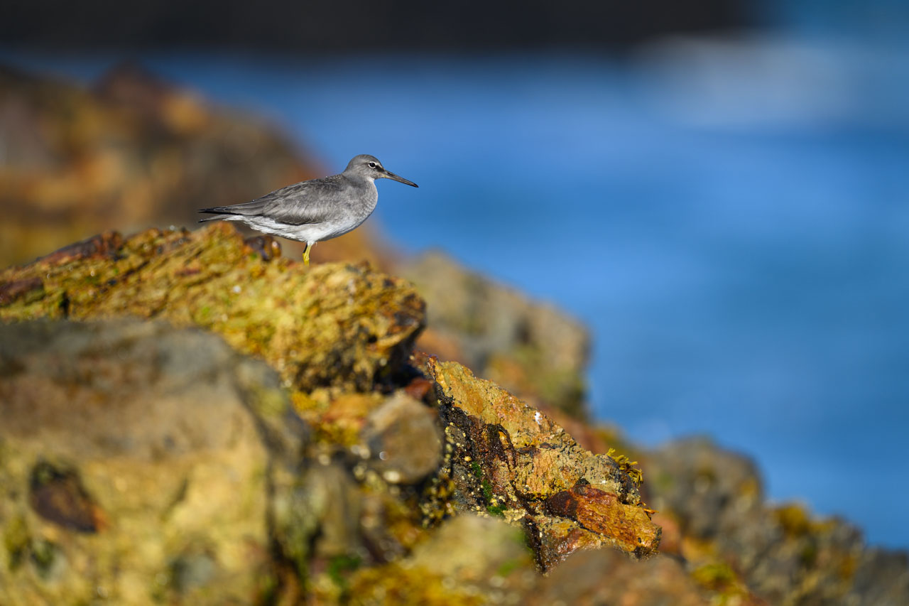 岩場に立つメリケンキアシシギ（Wandering Tattler）