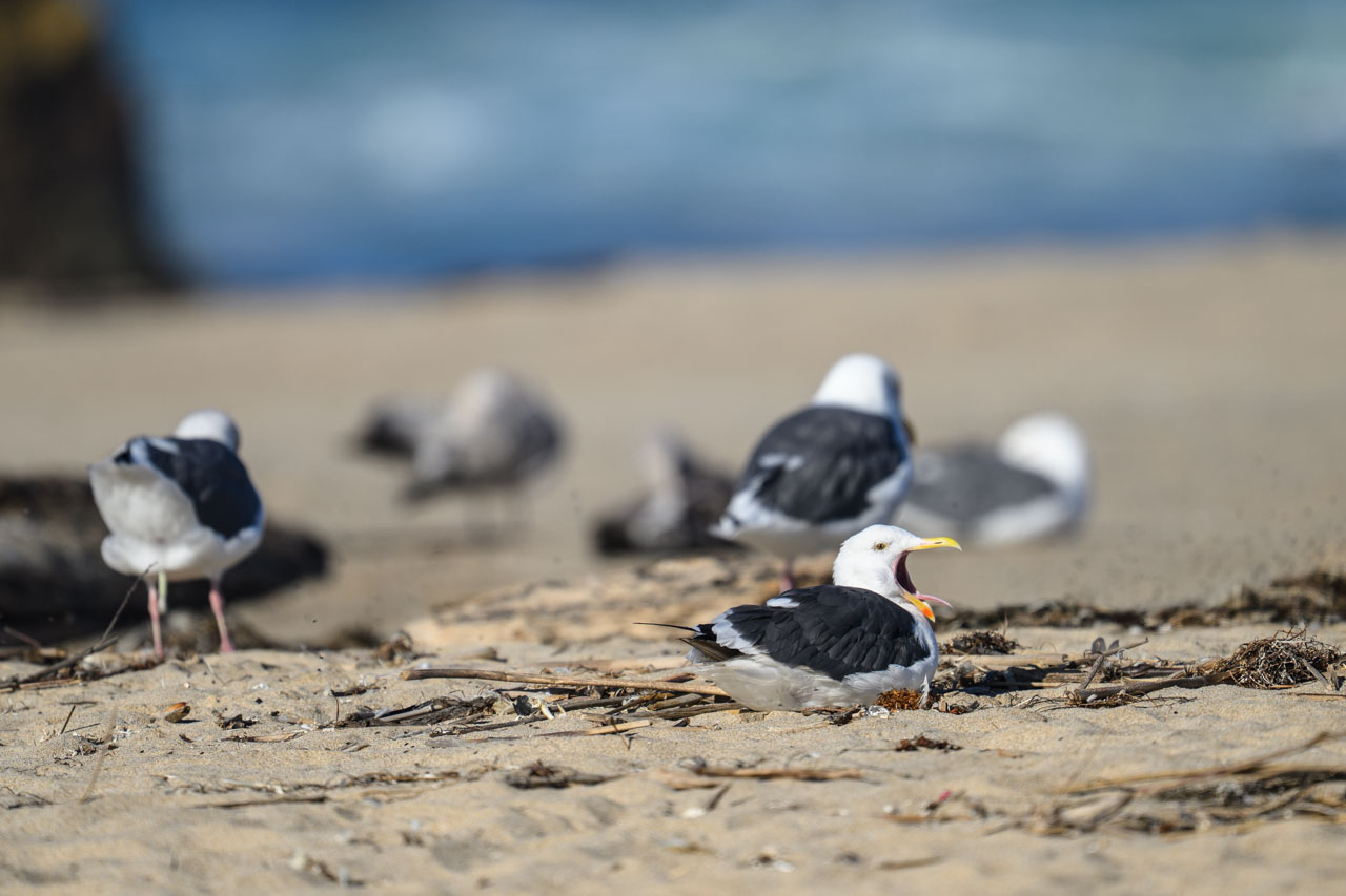 大口を開けるアメリカオオセグロカモメ（Western Gull）。
