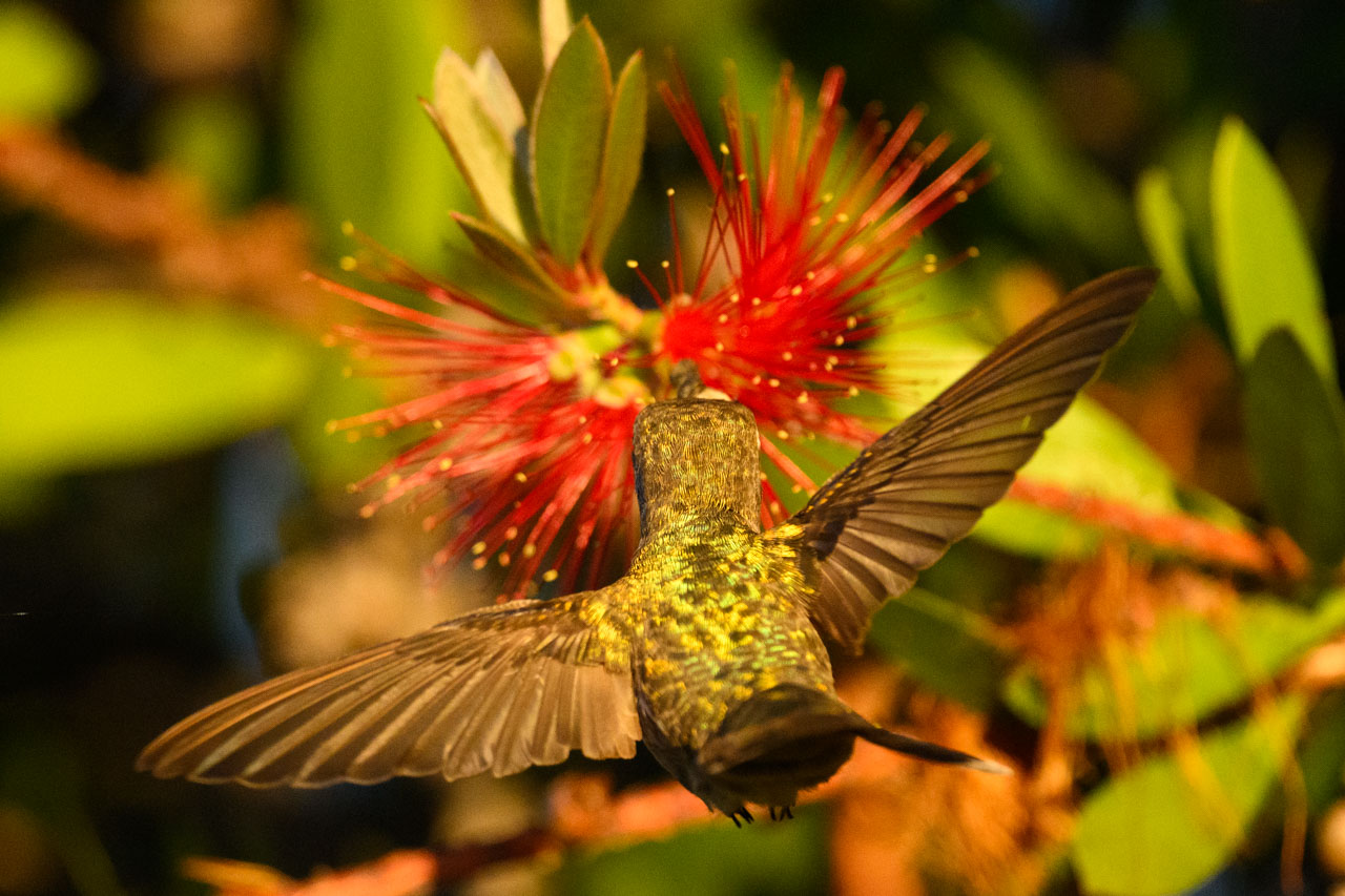 アンナハチドリ(Anna's Hummingbird)がいつも3〜4羽くらいはいる。ブラシノキの花はいかにも蜜が出そうな感じで、春から秋まで長く咲いている。