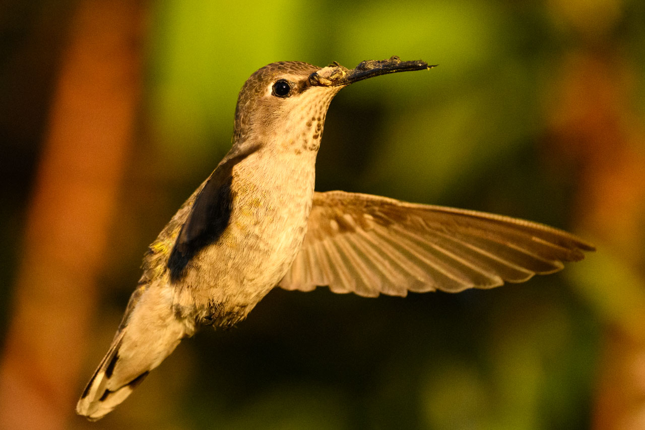アンナハチドリのメス。嘴に泥でもついているのかと思ったが、何かできもののようにも見える。先端も少し曲がっていて、訳ありのような個体。