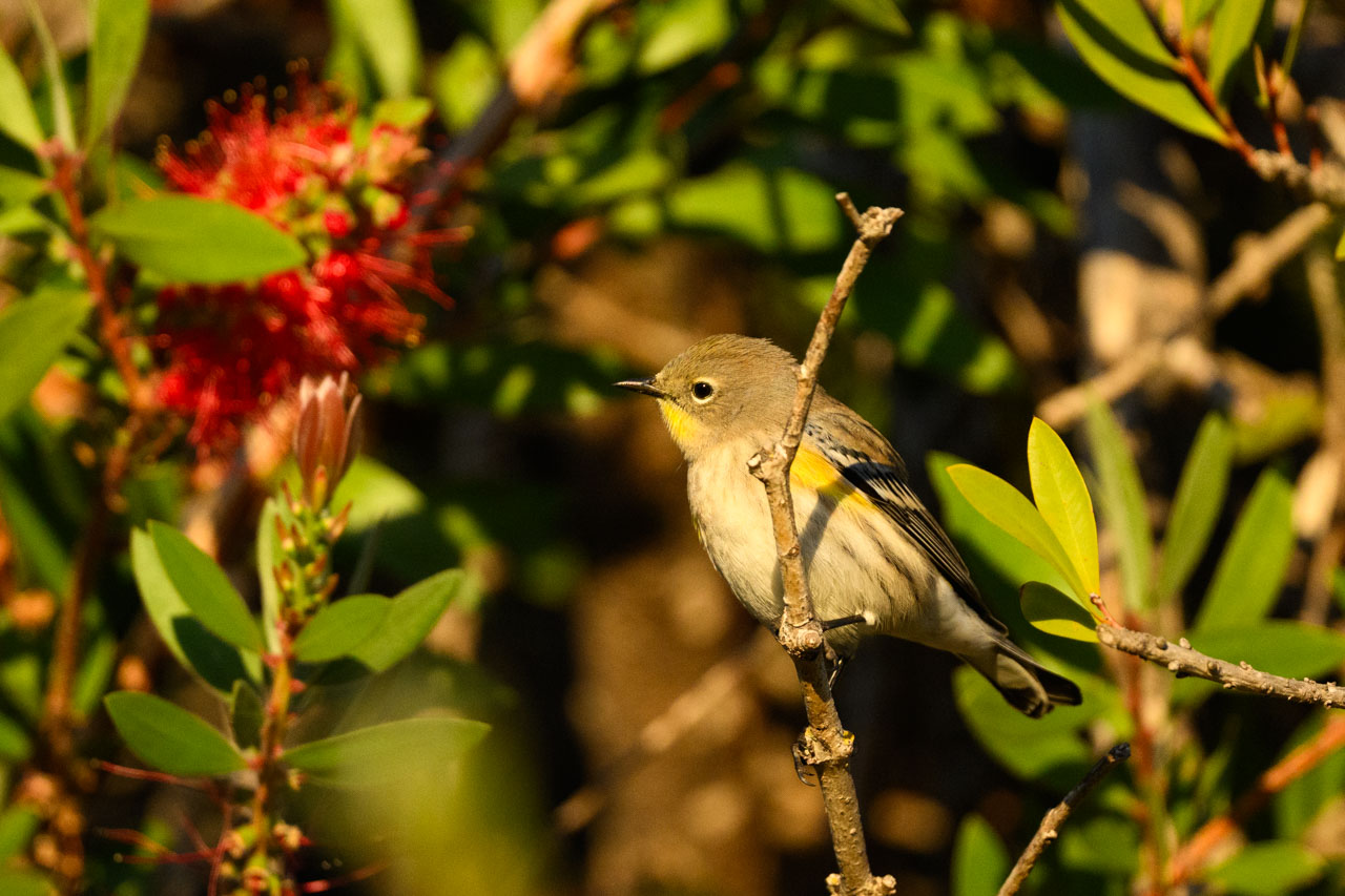ハチドリ以外も鳥がたくさん集まってくる。キヅタアメリカムシクイ(Yellow-rumped Warbler)。