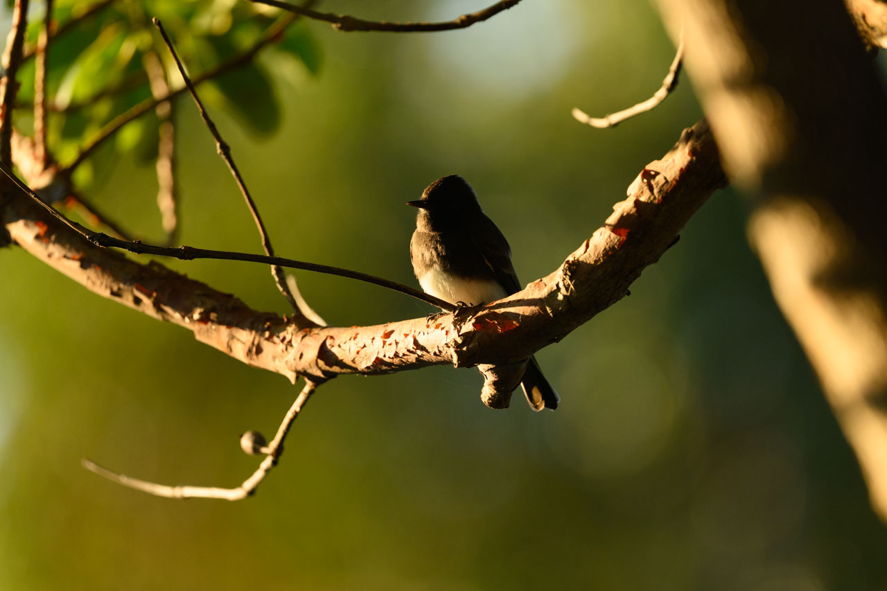 朝日に照らされるクロツキヒメハエトリ(Black Phoebe)。顔が黒すぎて、現像で暗部を持ち上げてもほとんど何も写ってなかった。