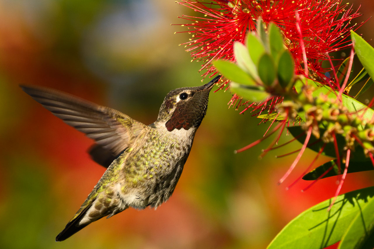 オスのアンナハチドリ。