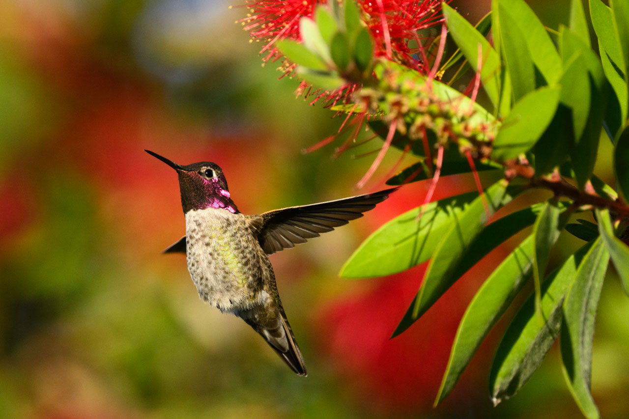 これだけ近くをブンブン飛び回っていても、顔色のよく見えるシャッターチャンスは難しい。今日のベストショット。