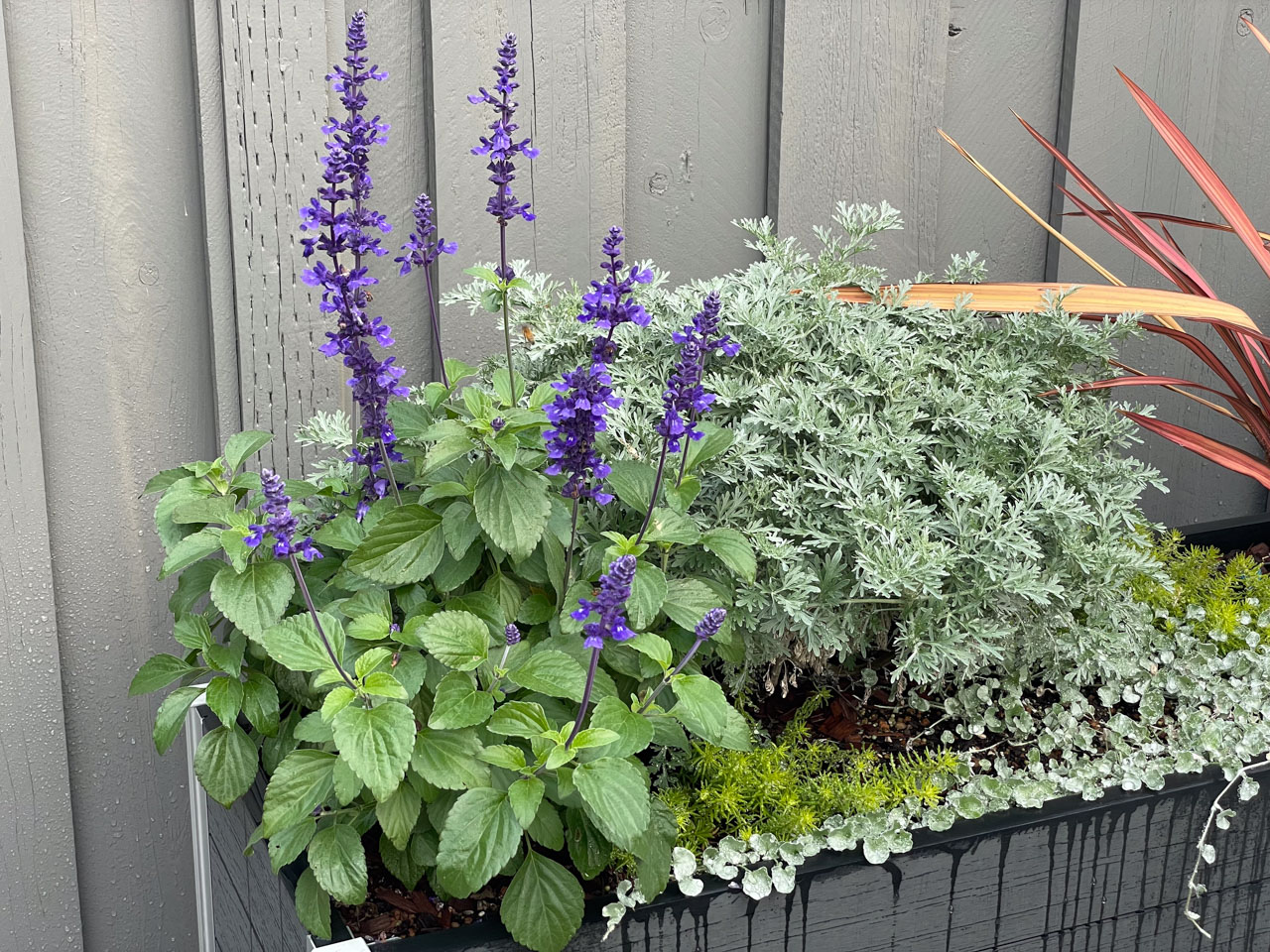 青紫の花をたくさん付けた、Salvia Mystic Spires Blue Sage。サルビアはハチドリの好む花として、上位に紹介されることが多い。