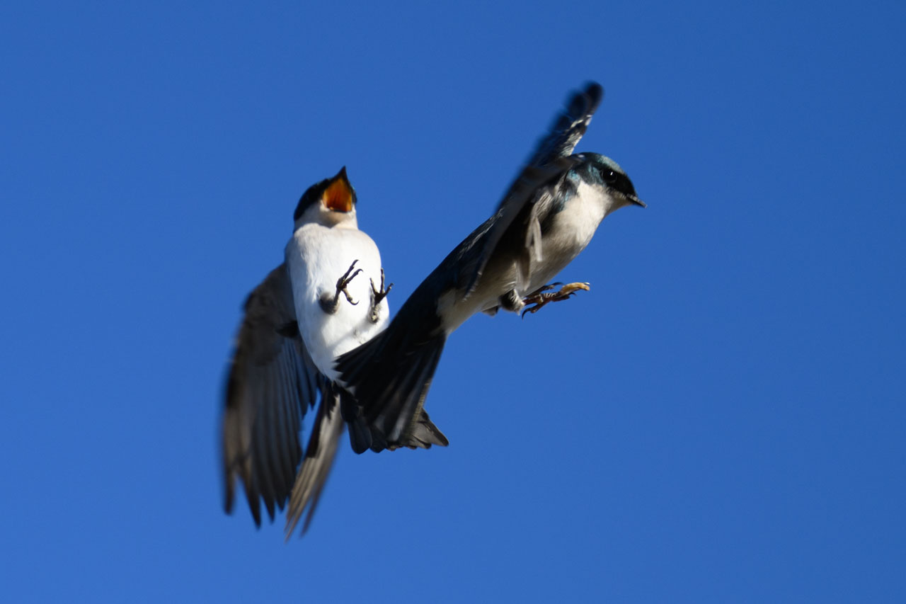 時々、じゃれあっている。