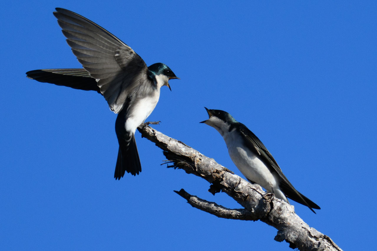 ミドリツバメ（Tree Swallow）の群れが木に集まっていた。今年巣立った若鳥が多くいるような雰囲気。
