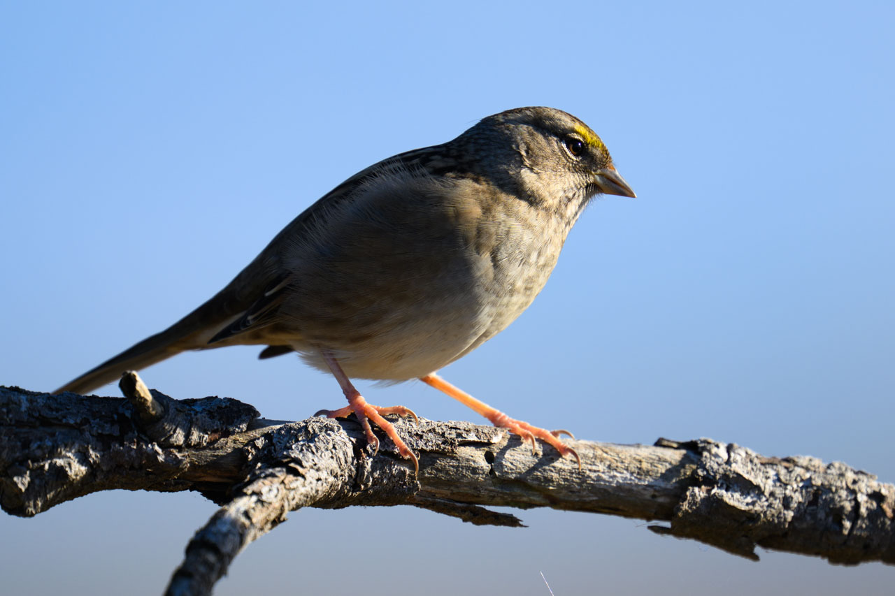 キガシラシトド（Golden-crowned Sparrow）