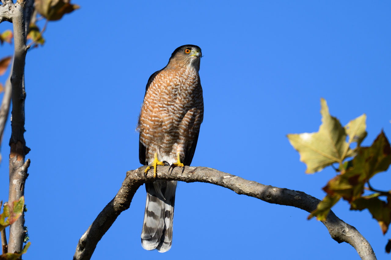 キャンプ場の脇にいたクーパーハイタカ（Cooper's Hawk）。