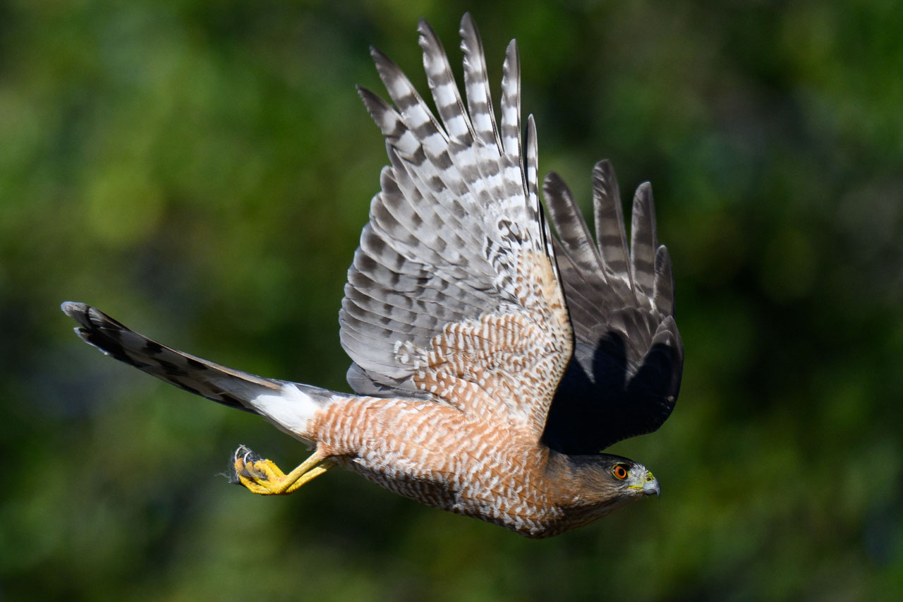 幼鳥を見ることが多かったが、こちらは立派な成鳥。