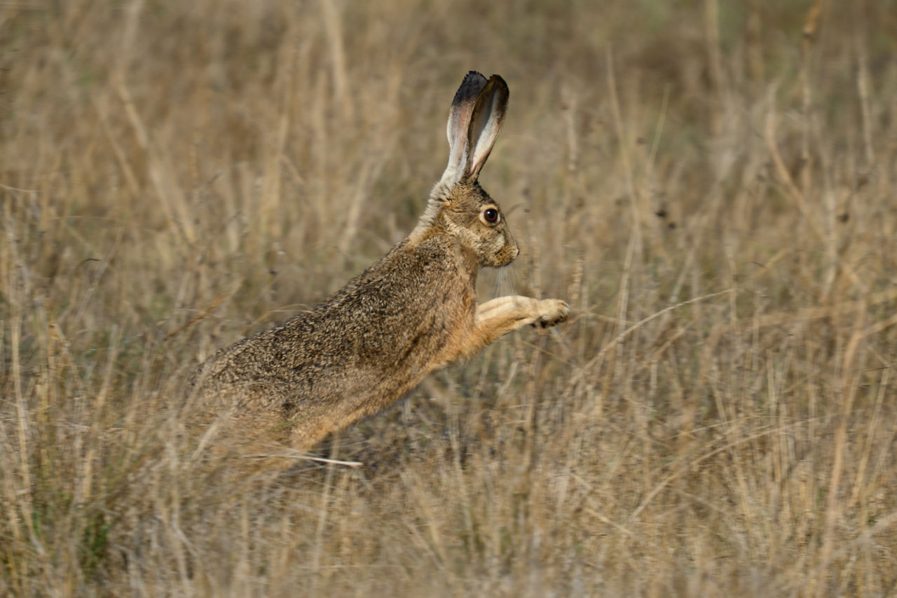 文字通り脱兎の如く駆けるオグロジャックウサギ（Black-tailed Jackrabbit）