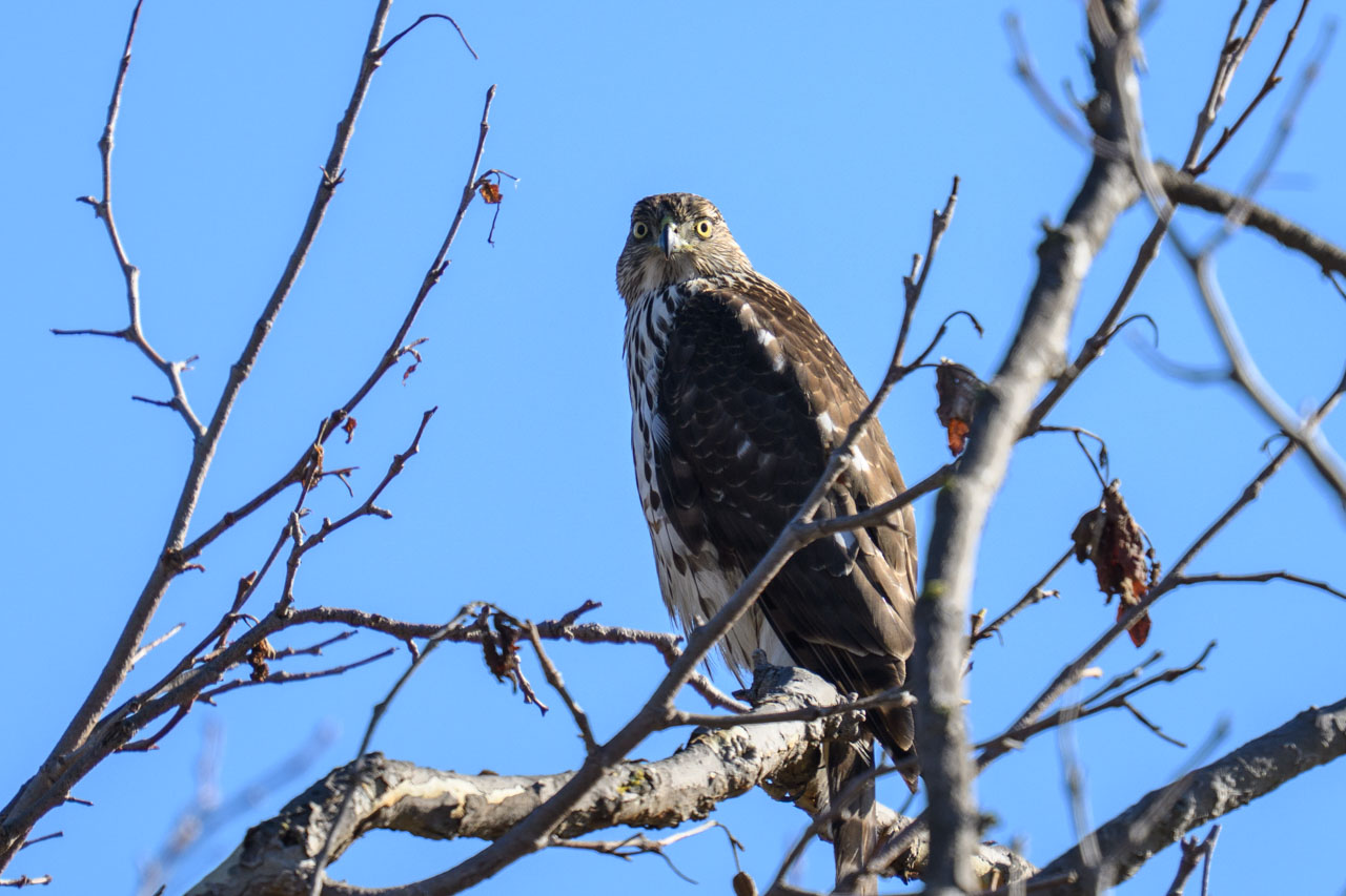 こちらはクーパーハイタカの幼鳥。先の個体と違い縦班が明瞭で虹彩の色も異なる。