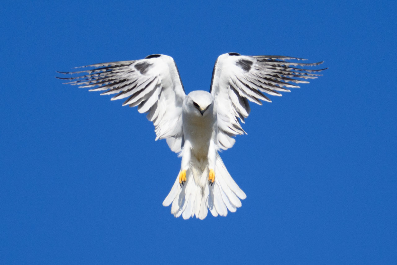 真正面でホバリングするオジロトビ（White-tailed Kite）。未だに何かを捕らえたところを見たことがない。