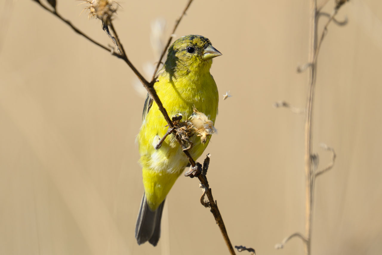 種をついばむヒメキンヒワ（Lesser Goldfinch）