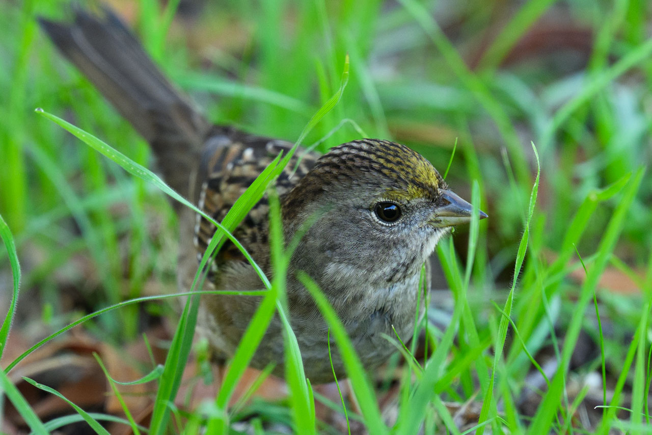 再び、キガシラシトド。