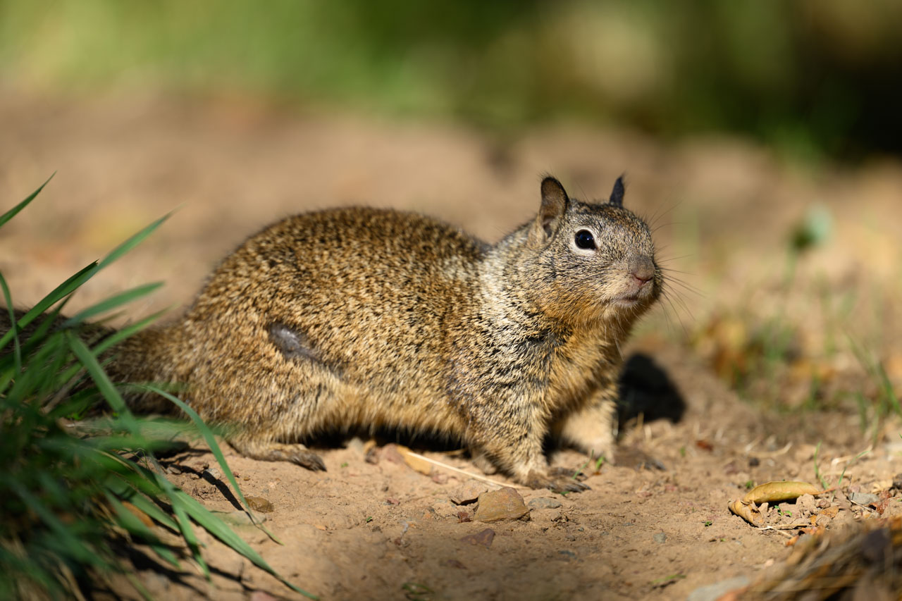 いつものカリフォルニアジリス。大きな傷跡がお腹にある。
