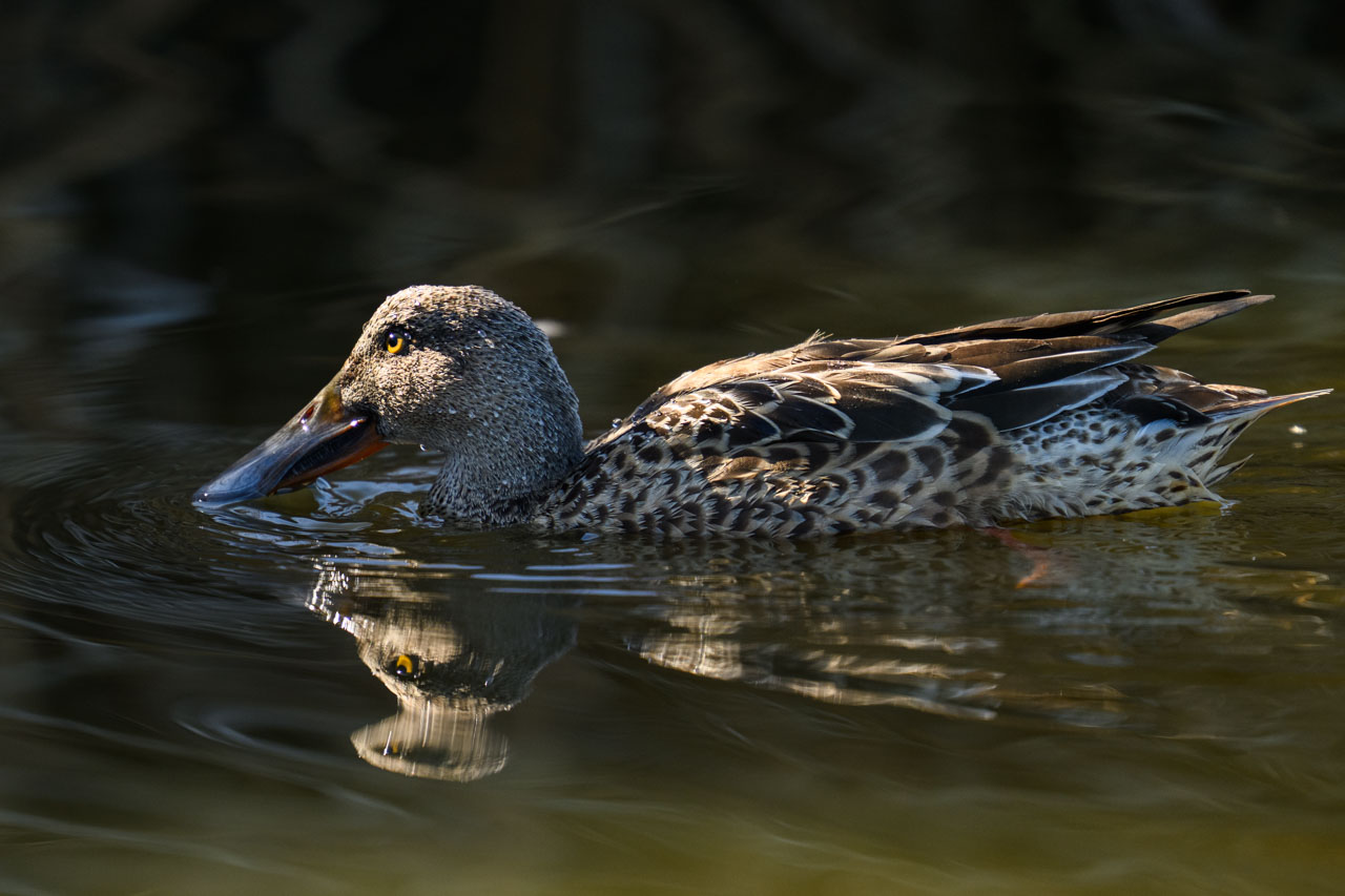 ハシビロガモ（Northern Shoveler）。換羽中のオスか？