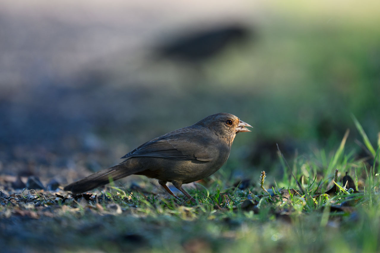 道端で採食するカリフォルニアムジトウヒチョウ（California Towhee）。