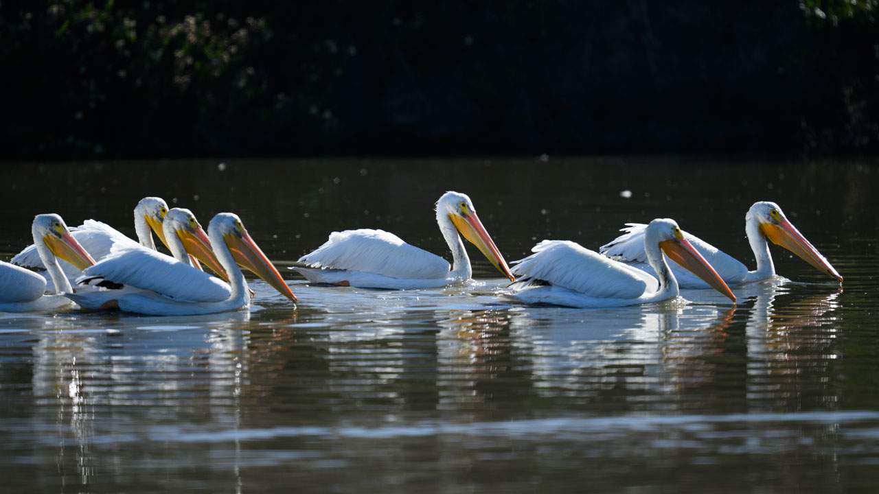水場を移動するアメリカシロペリカン（American White Pelican）の集団。誰かが水中に顔を突っ込むと、皆で一斉に続いて顔を突っ込むのが不思議。