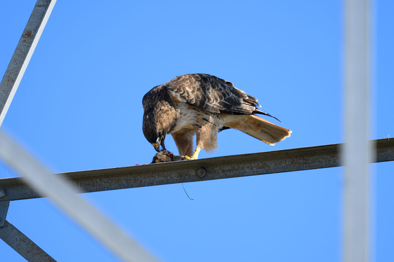 獲物を捕らえたアカオノスリ（Red-tailed Hawk）。リスか何かだろうか。周辺のリスの多さを考えると、猛禽の密度が高いのも納得だ。