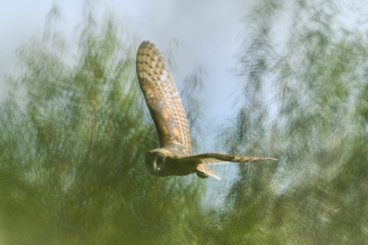 気が済むまで歩いて引き返し始めた矢先、薮の隙間からやけに大きな猛禽の姿が…。