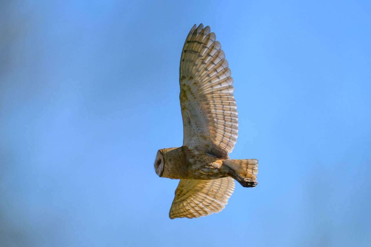 なんと、真昼間からメンフクロウ（Barn Owl）が飛んでいるとは！カラスに追われている様子でもなかったので、寝床を移動しているだけだろう。それにしても大きな足…