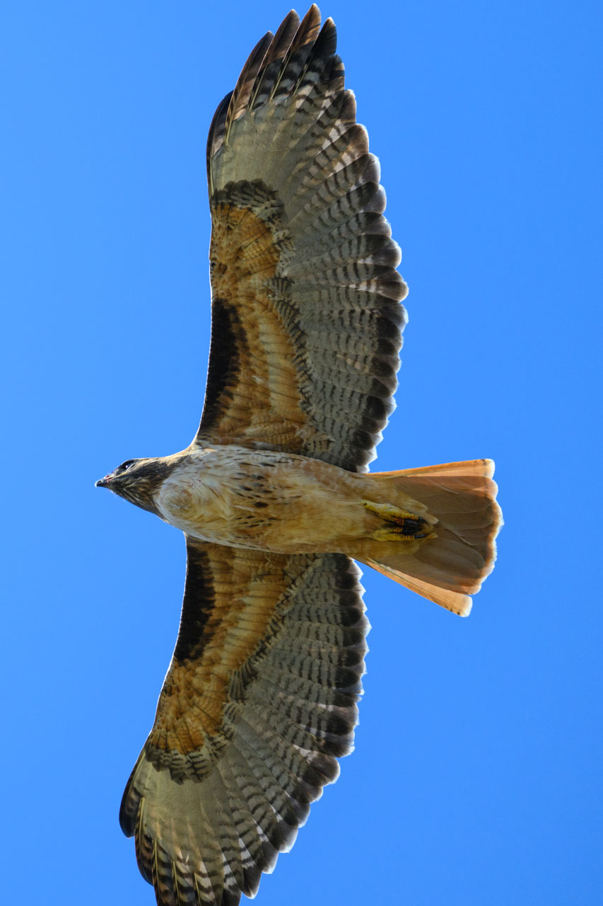頭上を飛ぶアカオノスリ。この日は本当に多く猛禽を見かけた。