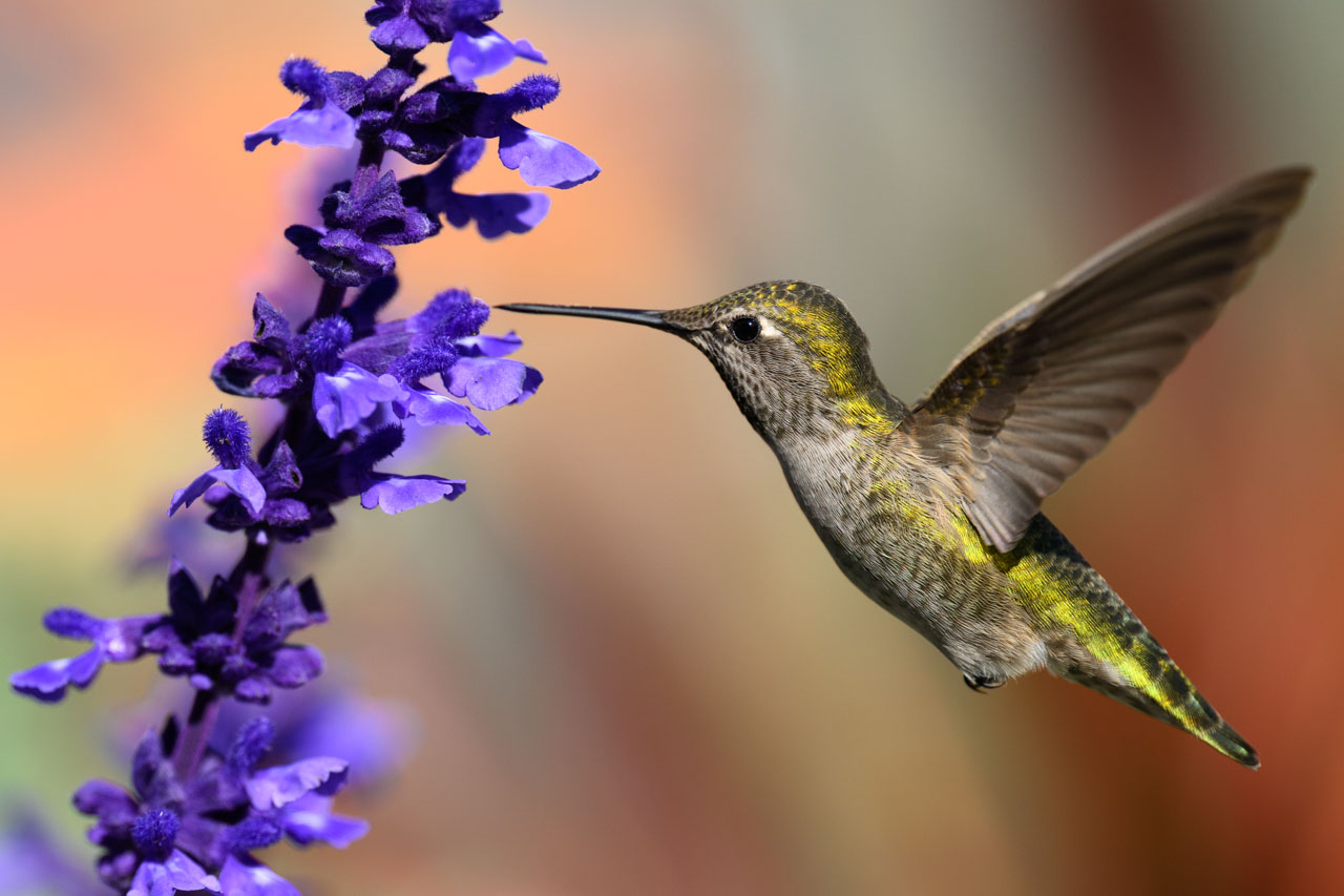 花に近づくアンナハチドリ。完璧に期待した構図とピントで撮影できた。
