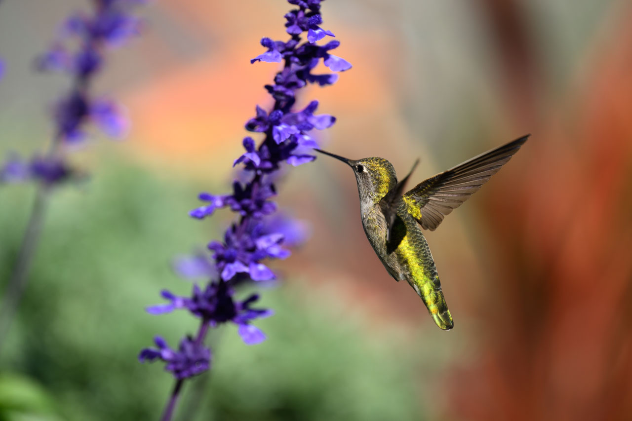 狙い通りの位置に飛んできたアンナハチドリ（Anna's Hummingbird）のメス。一つ一つの花を丁寧に移動していくので、コースはある程度予想できた。とはい…